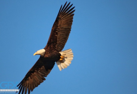 عکس عقاب در آسمان