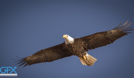 عکس عقاب پرنده