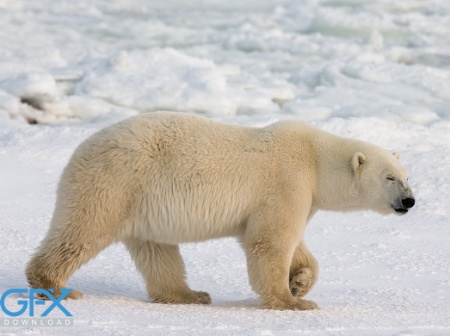 عکس خرس قطبی بزرگ