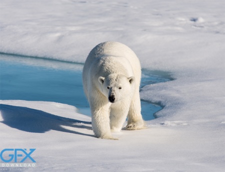 عکس از خرس قطبی سفید