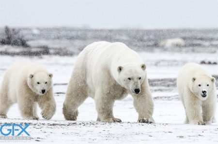 عکس خرس قطبی بچه