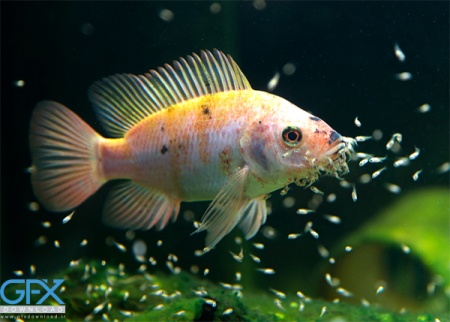 عکس ماهی دریا