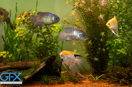 عکس ماهی آکواریومی