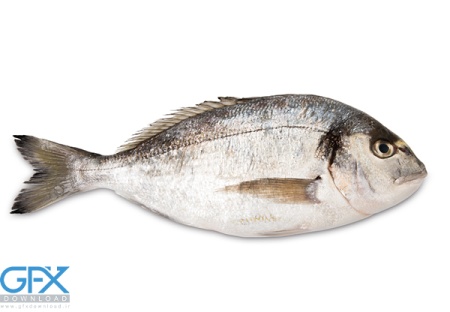 عکس ماهی برای ادیت