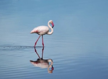 دانلود فوتیج اسلوموشن فلامینگو در حال قدم زدن