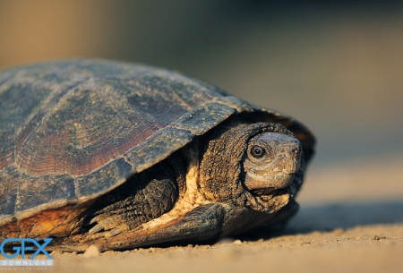 عکس لاک پشت خانگی