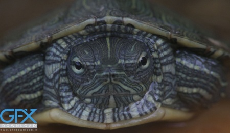 عکس لاک پشت از نزدیک