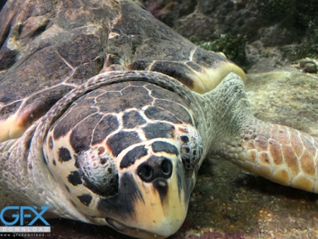 عکس لاک پشت از بالا