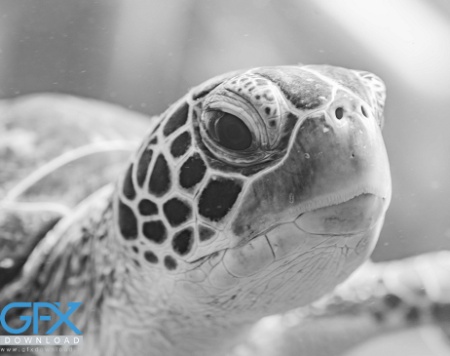 عکس چهره لاک‌پشت از نزدیک