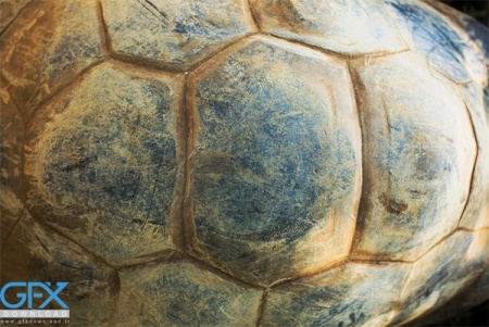 عکس لاک پشت کوچولو