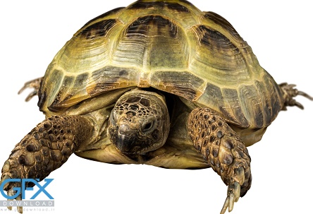 دانلود عکس لاک پشت