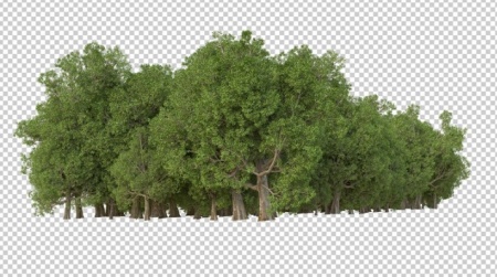 فایل لایه باز درختان سه بعدی