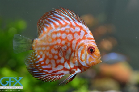 عکس ماهی آکواریوم