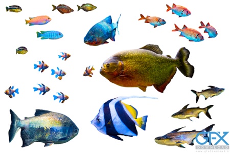 عکس ماهی های آکواریومی با کیفیت