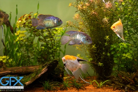 عکس ماهی تو آب