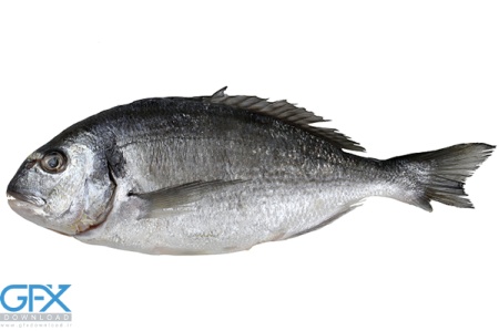 عکس ماهی برای ادیت