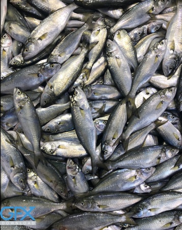 عکس ماهی برای پس زمینه