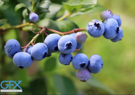 دانلود عکس بلوبری با کیفیت بالا