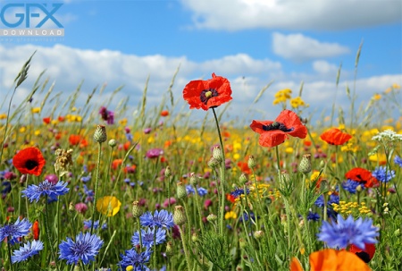 عکس طبیعت پر از گل