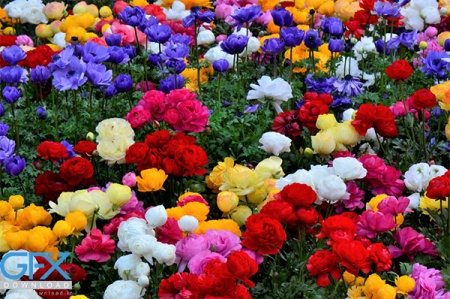 عکس طبیعت تابستان