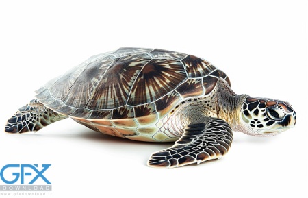 عکس لاک پشت سمی