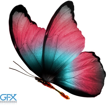  عکس پروانه برای چاپ