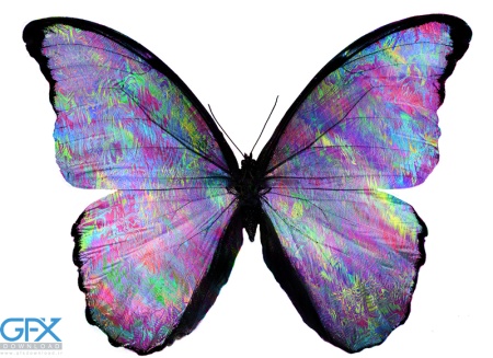  عکس پروانه برای چاپ