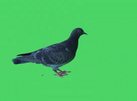 دانلود فوتیج پرده سبز کبوتر Isolated Pigeon