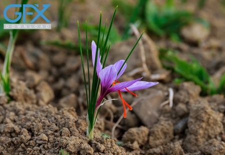 عکس گل زعفران در خاک با کیفیت بالا