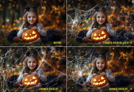 PNG تار عنکبوت برای ادیت