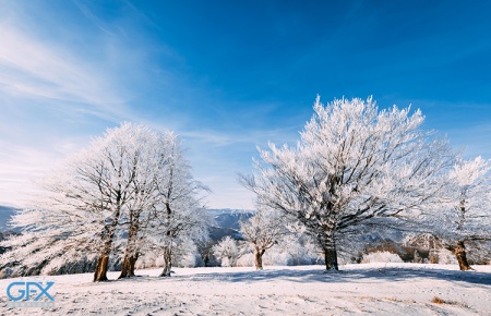 عکس زمستانی بارش برف بر روی درختان