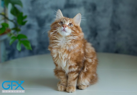 عکس گربه خانگی واقعی با کیفیت بالا