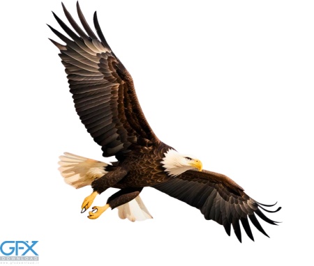 عکس عقاب کارتونی