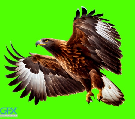 دانلود عکس عقاب کارتونی