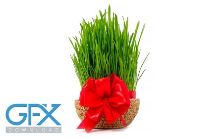 عکس سبزه نوروز در بک گراند سفید برای ادیت و چاپ
