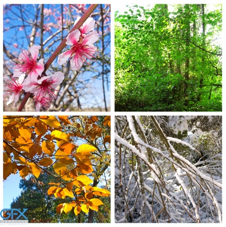 عکس طبیعت چهار فصل با کیفیت