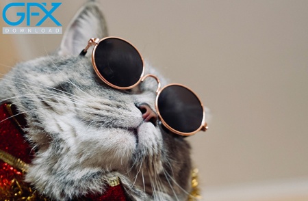 دانلود عکس گربه برای کتس (Cats)