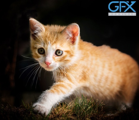 عکس با کیفیت از بچه گربه ملوس