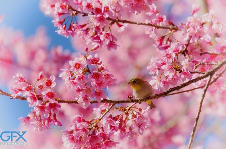 عکس زیبای بهاری طبیعت