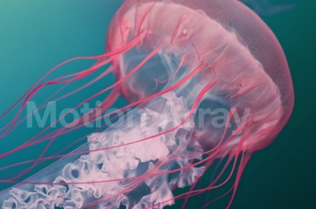 دانلود فوتیج عروس دریایی Translucent Poisonous Jellyfish