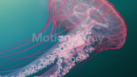 دانلود فوتیج آماده عروس دریایی Translucent Poisonous Jellyfish
