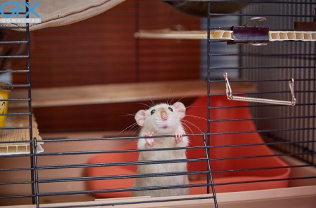 دانلود عکس موش واقعی برای استفاده گرافیکی