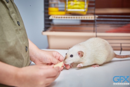 تصاویر واقعی از موش‌ خانگی