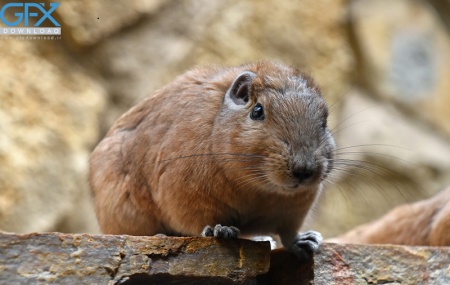 عکس‌های موش در محیط طبیعی