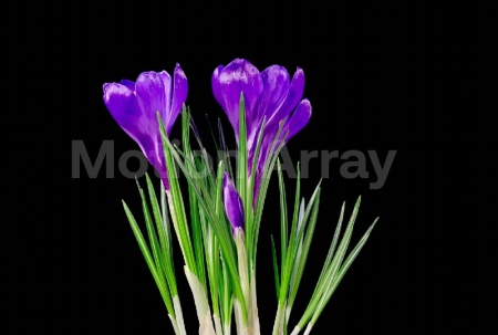 دانلود فوتیج تایم لپس باز شدن گل بنفشه Timelapse Of Opening Crocus Flowers