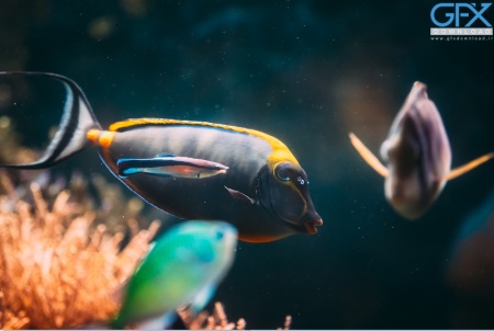 عکس ماهی رنگارنگ آکواریومی