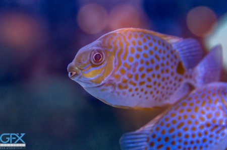 عکس انواع ماهیان خاص با الگوها و رنگ‌های منحصربه‌فرد