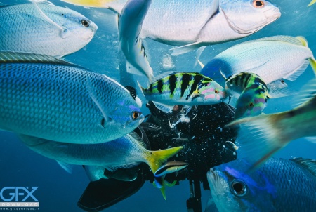 تصویر ماهی خاص آب شور با بدنه راه‌راه