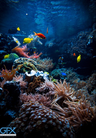 عکس ماهی فانتزی برای استفاده در پروژه‌های هنری و گرافیکی