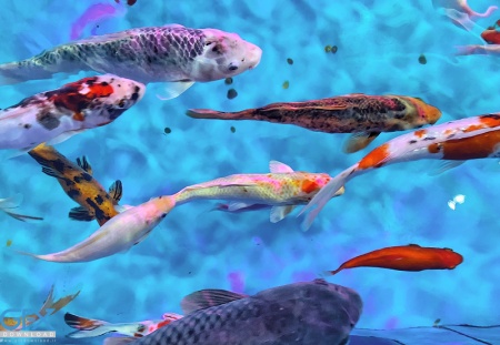 ماهی زینتی آبی و قرمز در آکواریوم خانگی